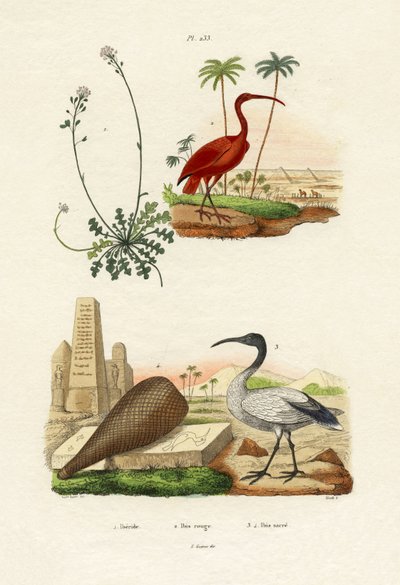Ibis scarlatto da French School